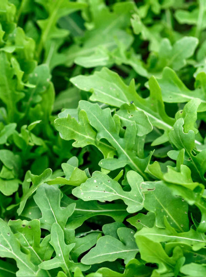 Arugula