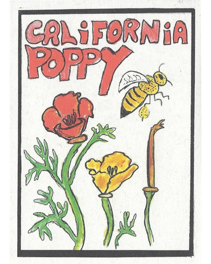 California Poppy