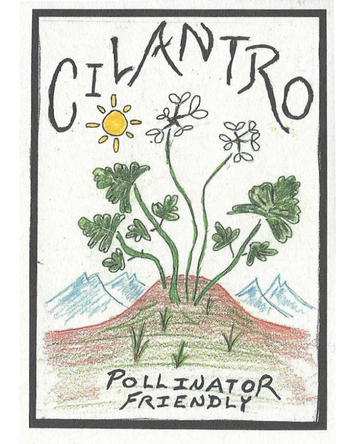 Cilantro, Rak Tamachat