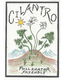 Cilantro, Rak Tamachat