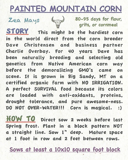 Corn, Painted Mountain