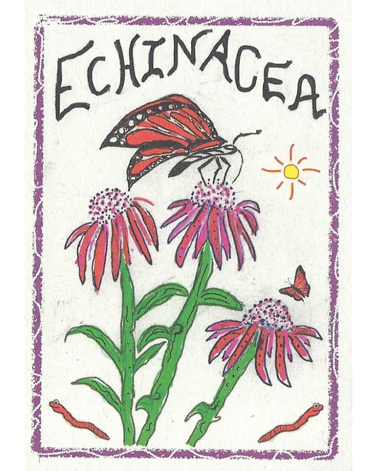 Echinacea