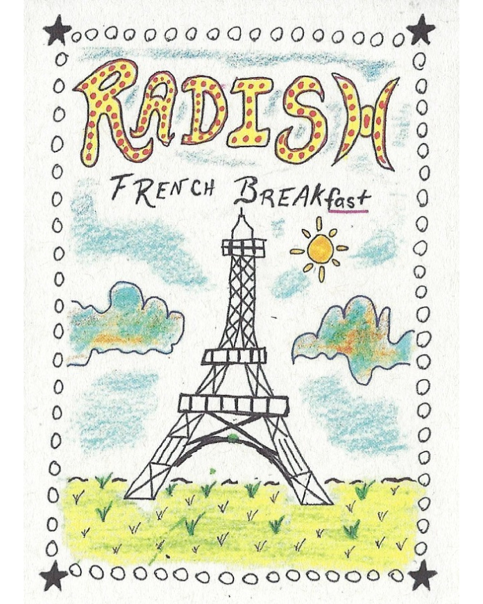 Radish, French Breakfast