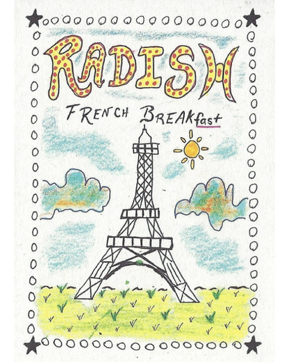 Radish, French Breakfast