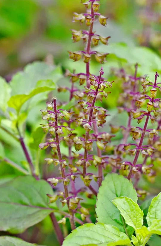 Holy Basil