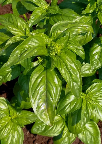 Basil Italian Mountain Sweet