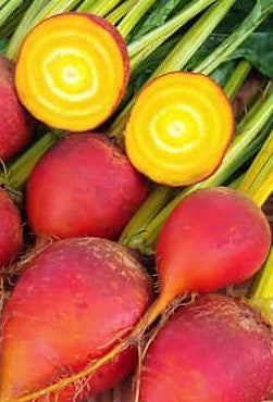 Beet Touchstone Golden Plant