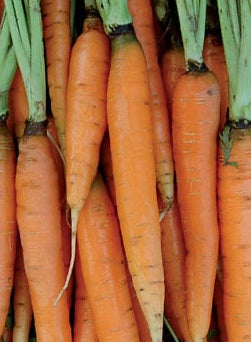 Carrot Scarlet Nantes