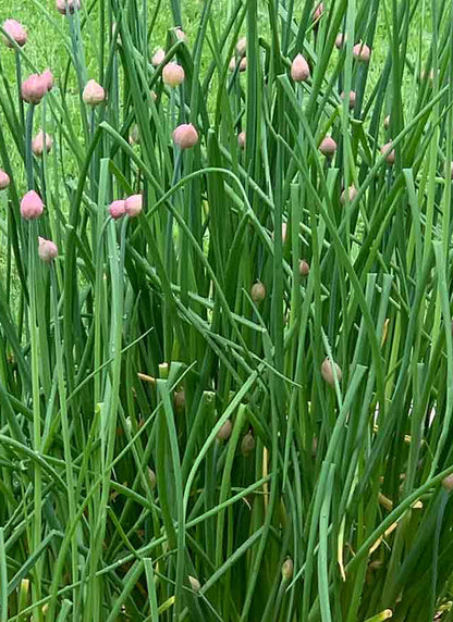 Chive