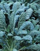 Dino Kale Organic