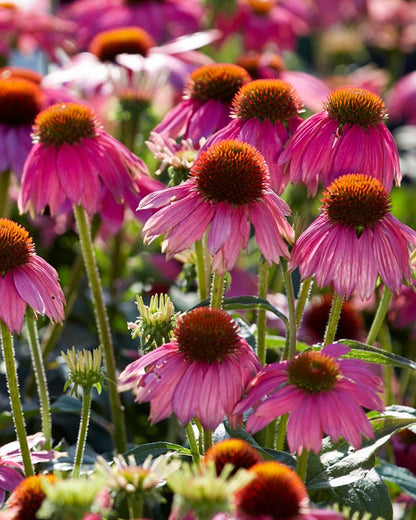 Echinacea