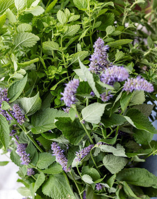 Lemon Balm – Montana Survival Seed