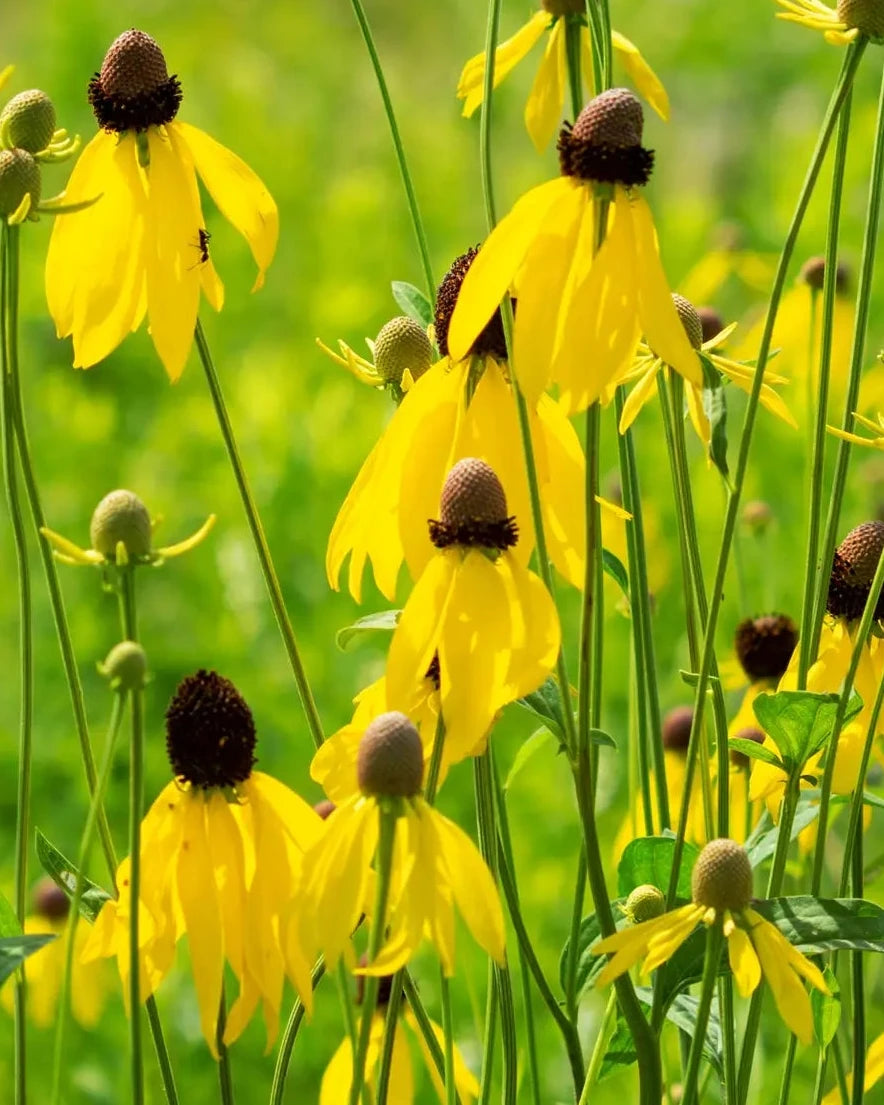 Prairie Coneflower