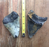 Megalodon…set of two large fossilized shark teeth