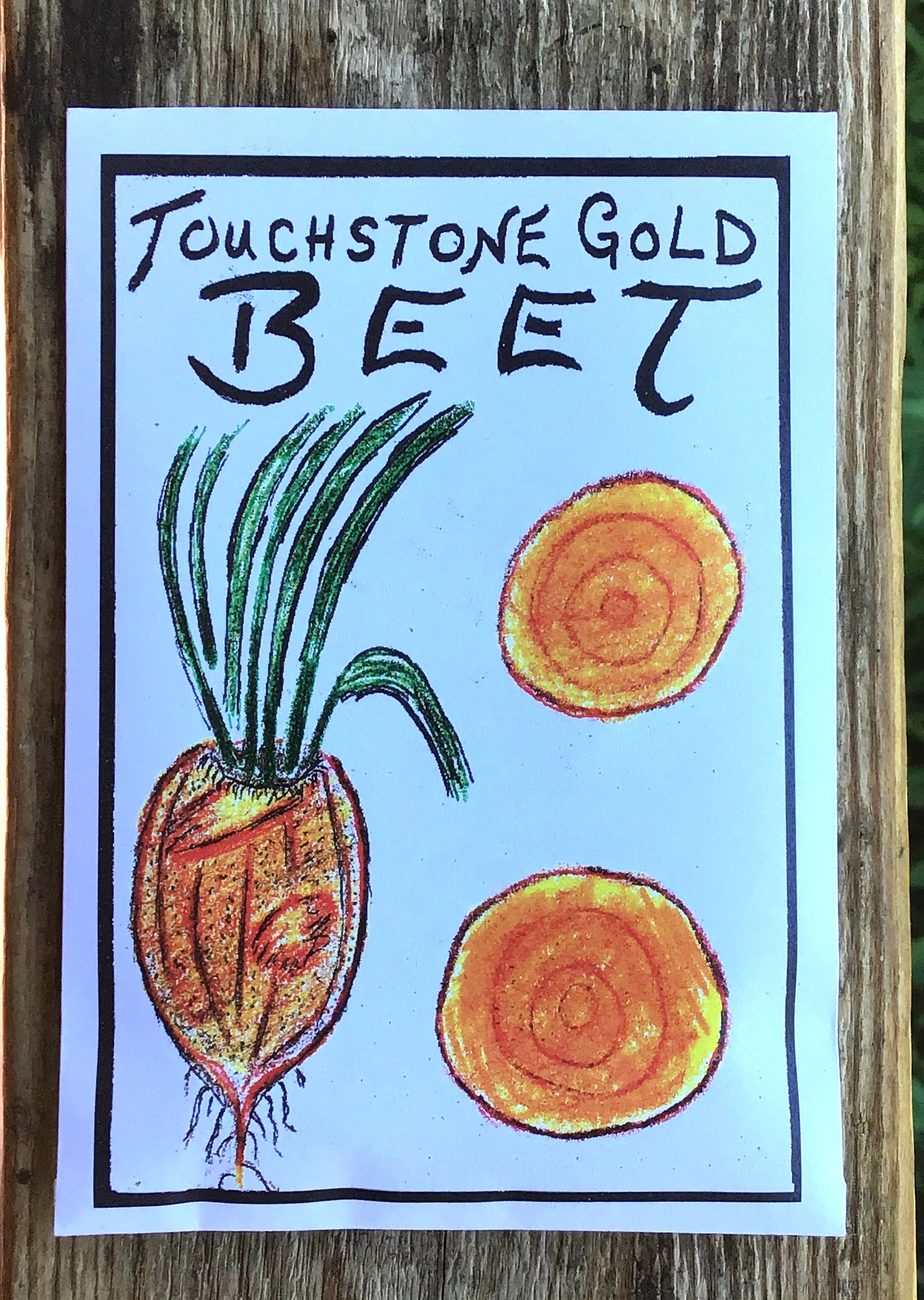certified organic touchstone golden beet seed wild garden seed  montana survival seed hand drawn seed packets