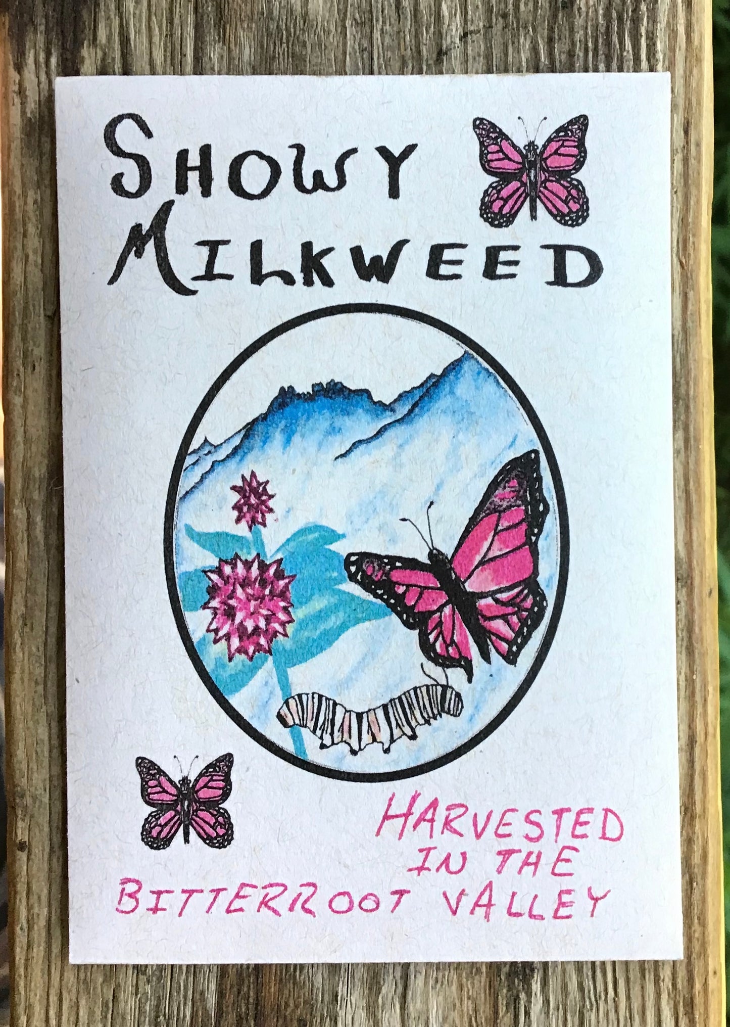 hand drawn seed packet art artwork showy milkweed seed high germination germ pollinators pollinator monarch butterflies butterfly bitterroot valley western montana packets printed solar power Asclepias speciosa cordage primitive fishing line gear