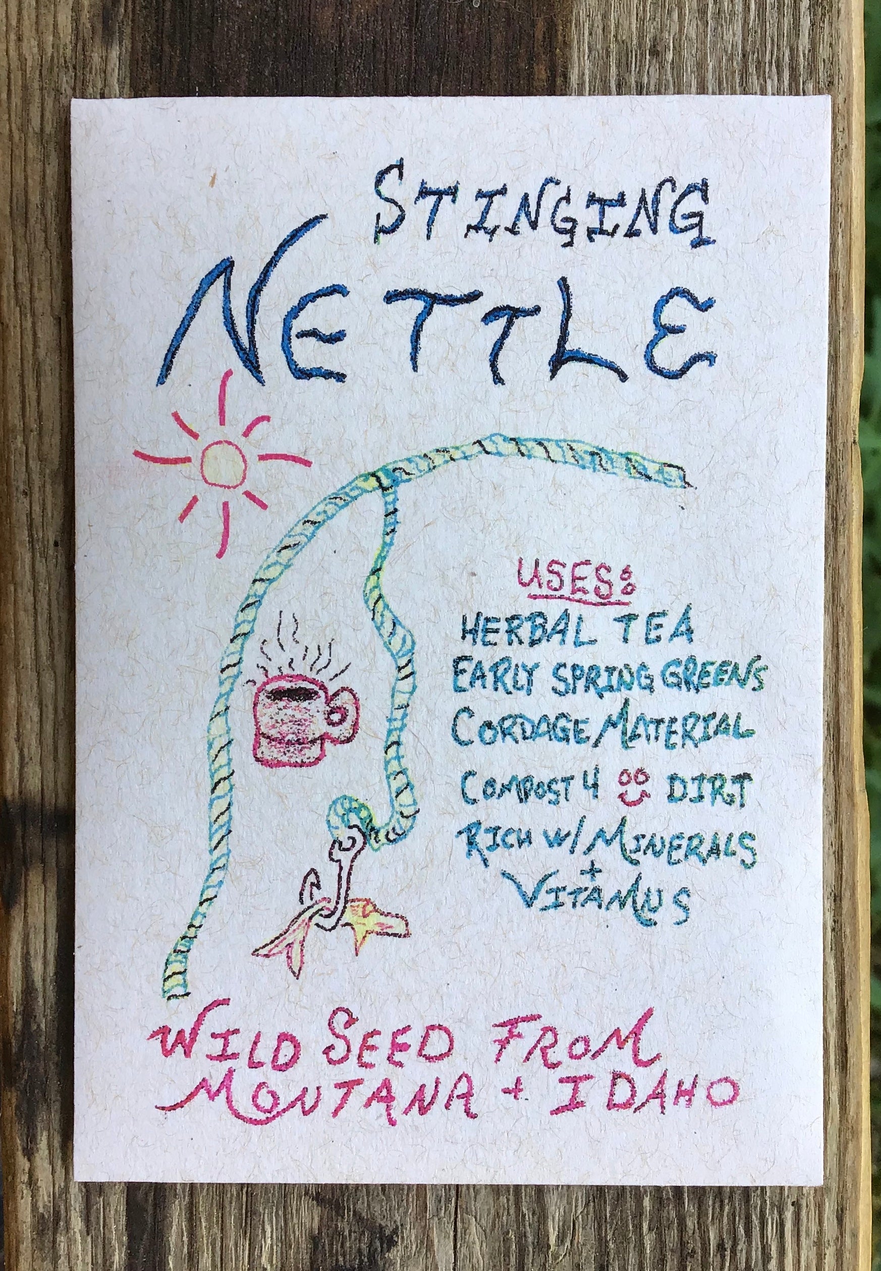 Stinging Nettle - Montana Field Guide