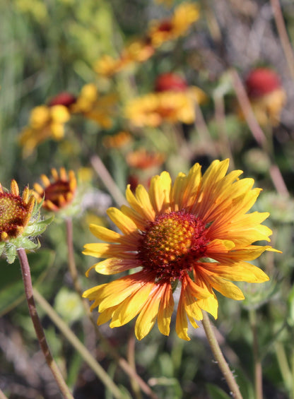 Blanket Flower