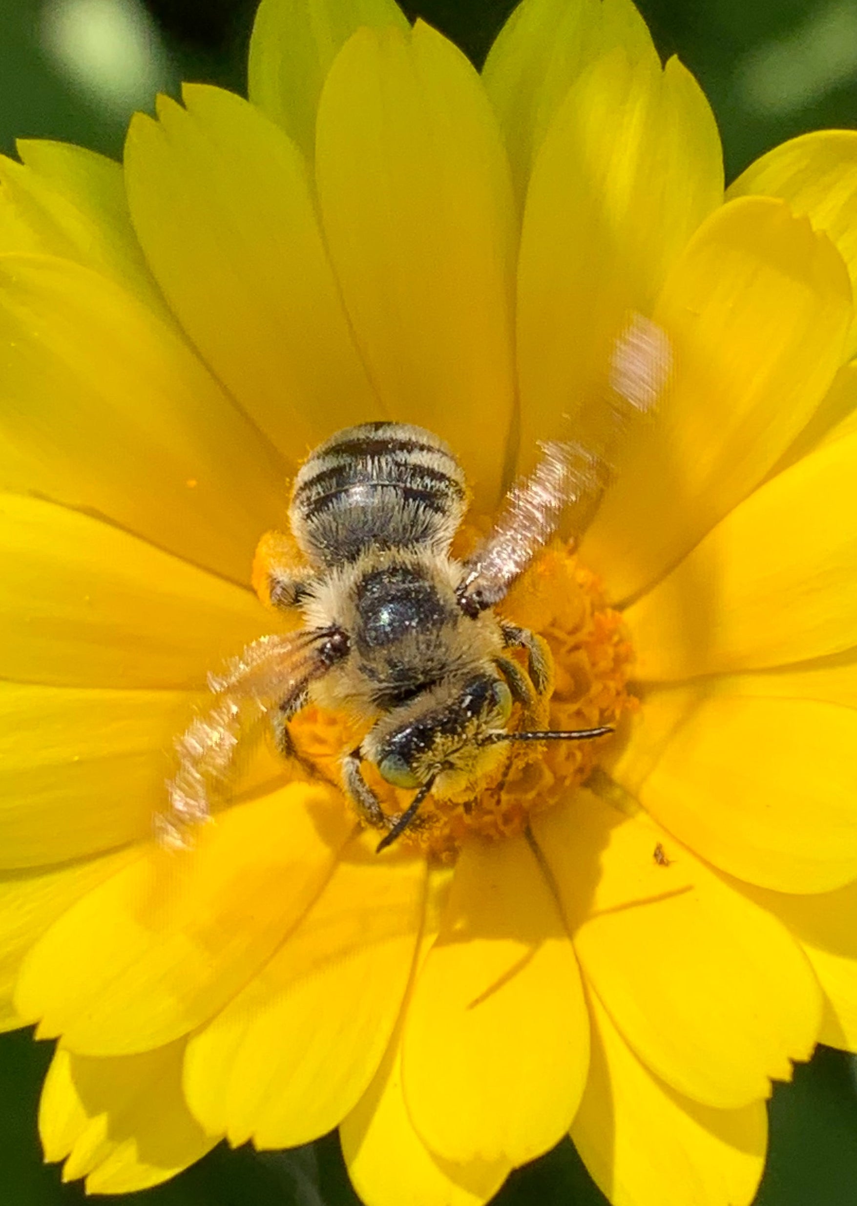 Calendula, Resina – Montana Survival Seed