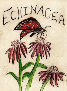 ECHINACEA (Min. 50 seeds and organic)