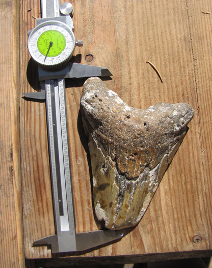 Megalodon 4.8 inch long tooth (90% intact)