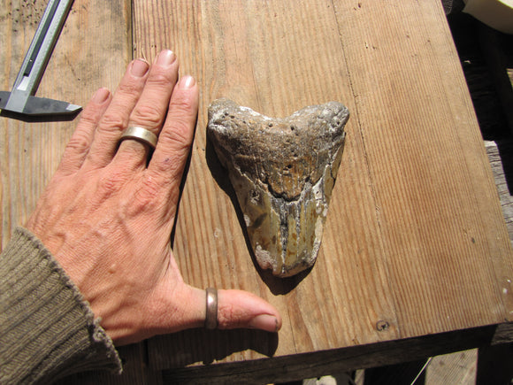 Megalodon 4.8 inch long tooth (90% intact)