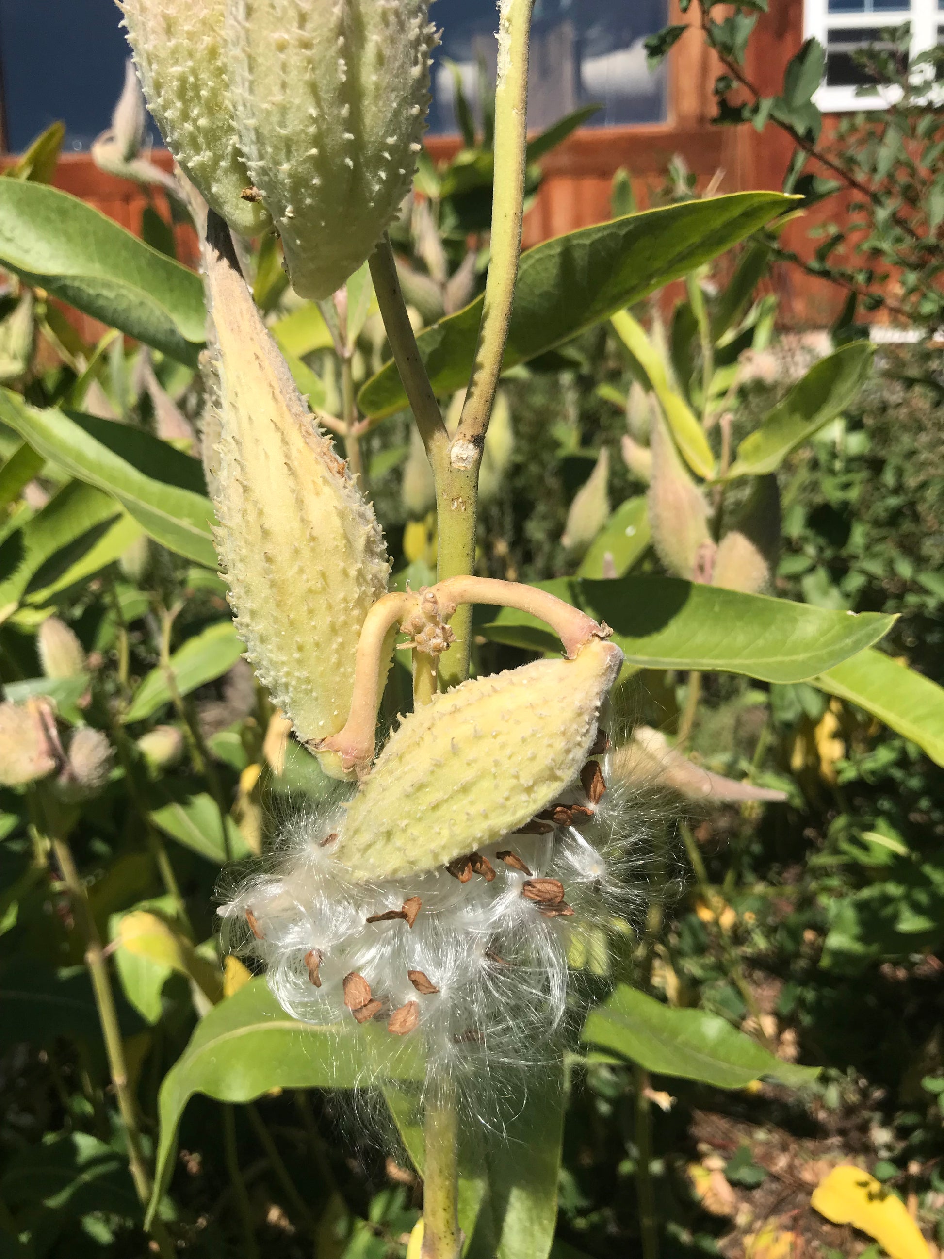 milkweed seed planting Milkweed, Showy – Montana Survival Seed