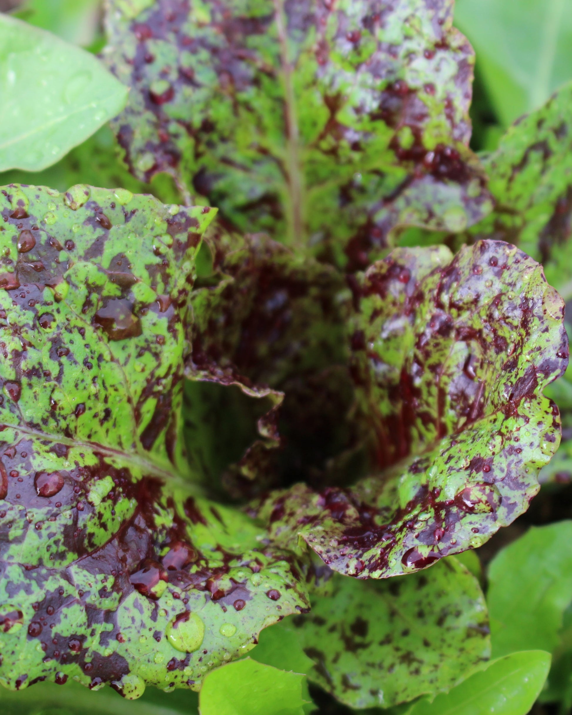 organic dino dinosaur kale seeds organic lettuce red green head loose gem salad mix seed hand drawn seed packet printed with solar power hand drawn art artwork salad greens vitamins flashy trout back