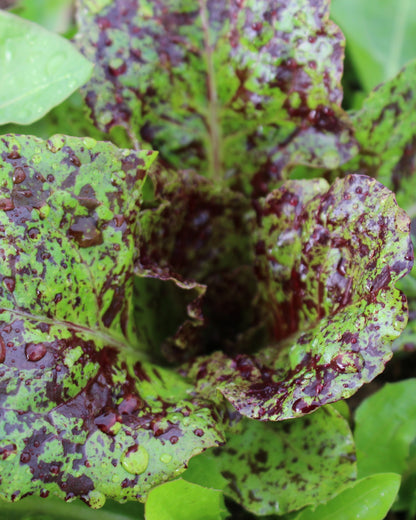 organic dino dinosaur kale seeds organic lettuce red green head loose gem salad mix seed hand drawn seed packet printed with solar power hand drawn art artwork salad greens vitamins flashy trout back