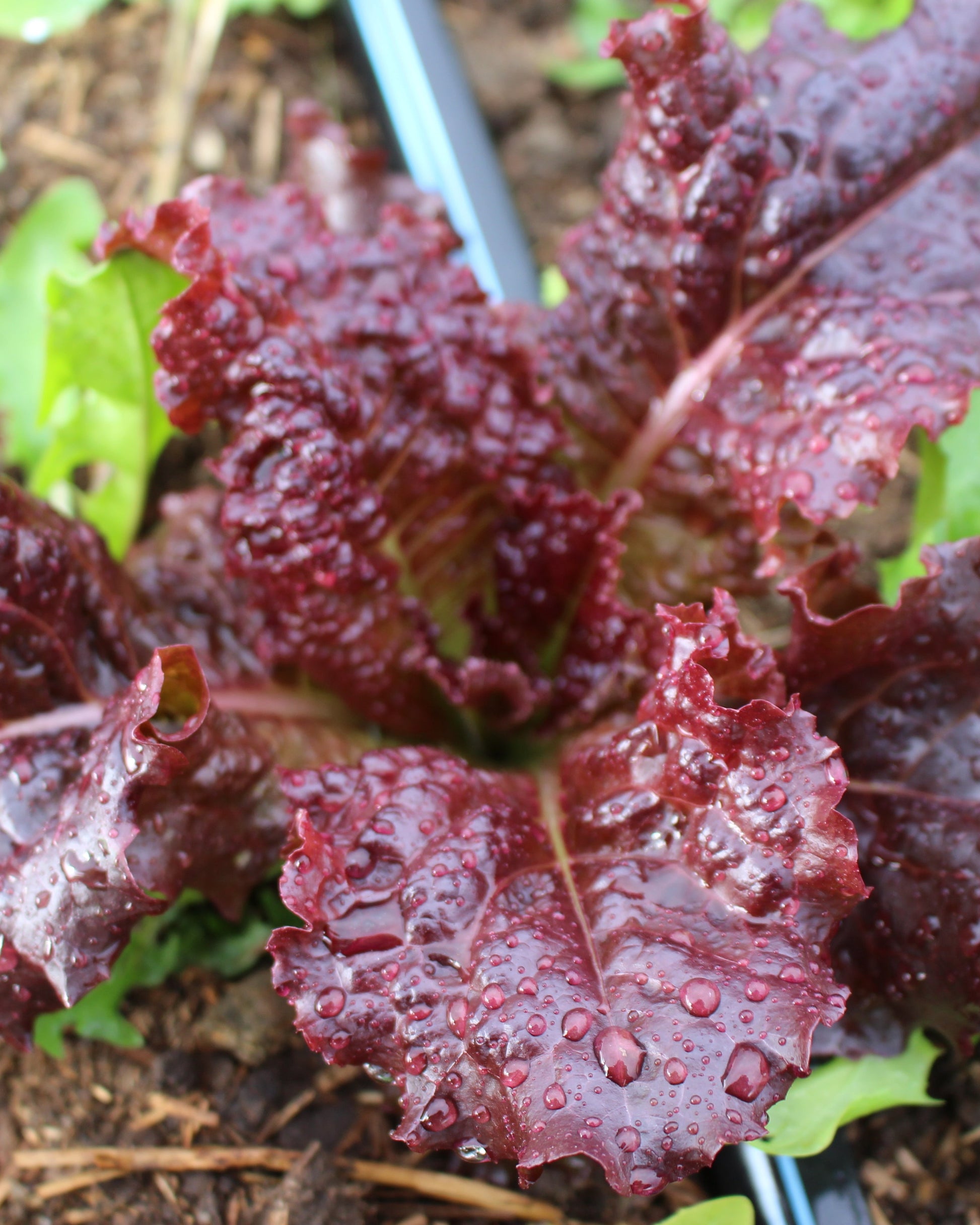 organic dino dinosaur kale seeds organic lettuce red green head loose gem salad mix seed hand drawn seed packet printed with solar power hand drawn art artwork salad greens vitamins flashy trout back oscarde
