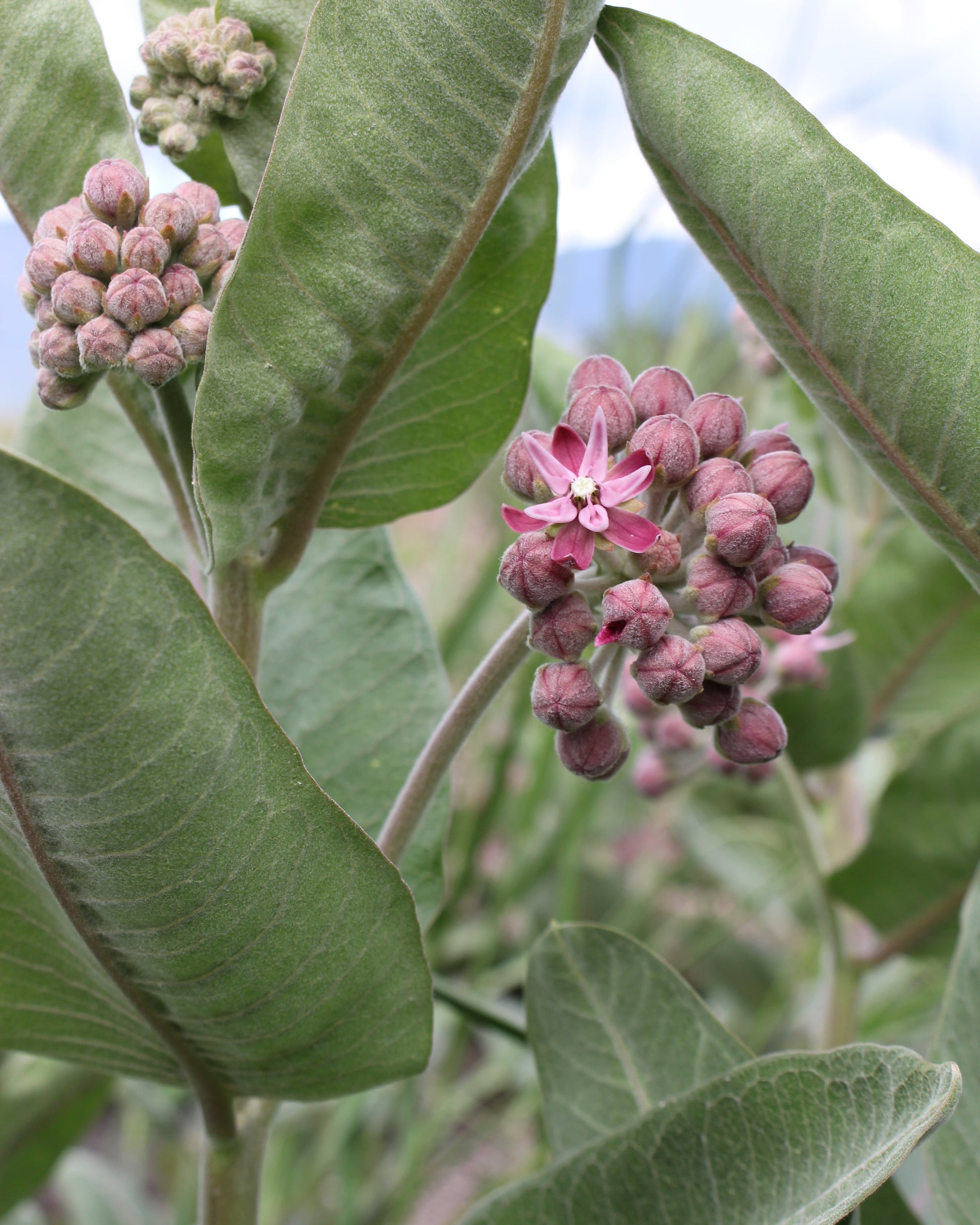 milkweed