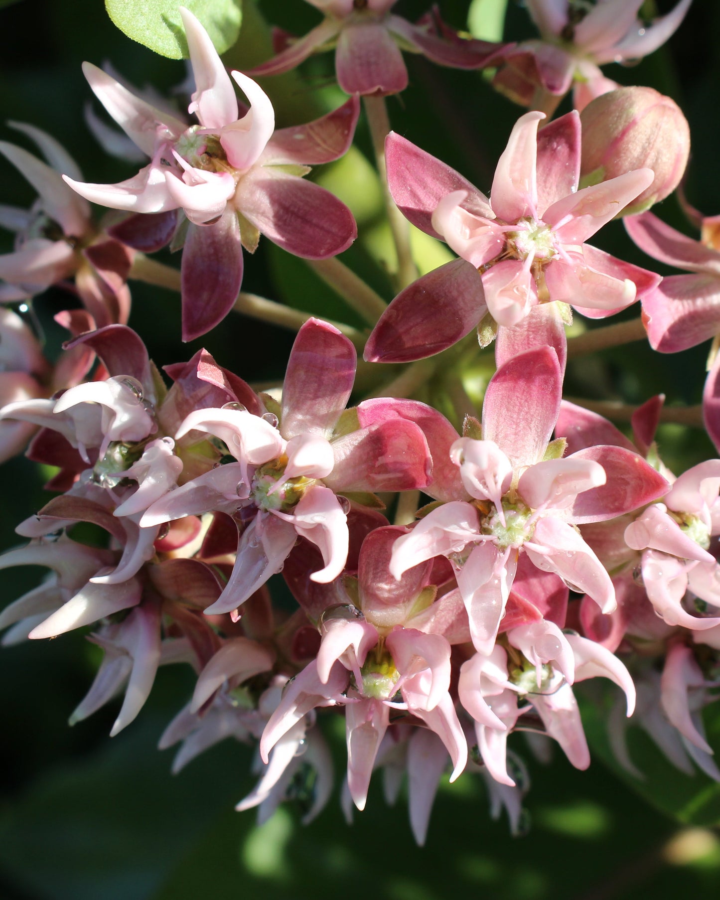 milkweed