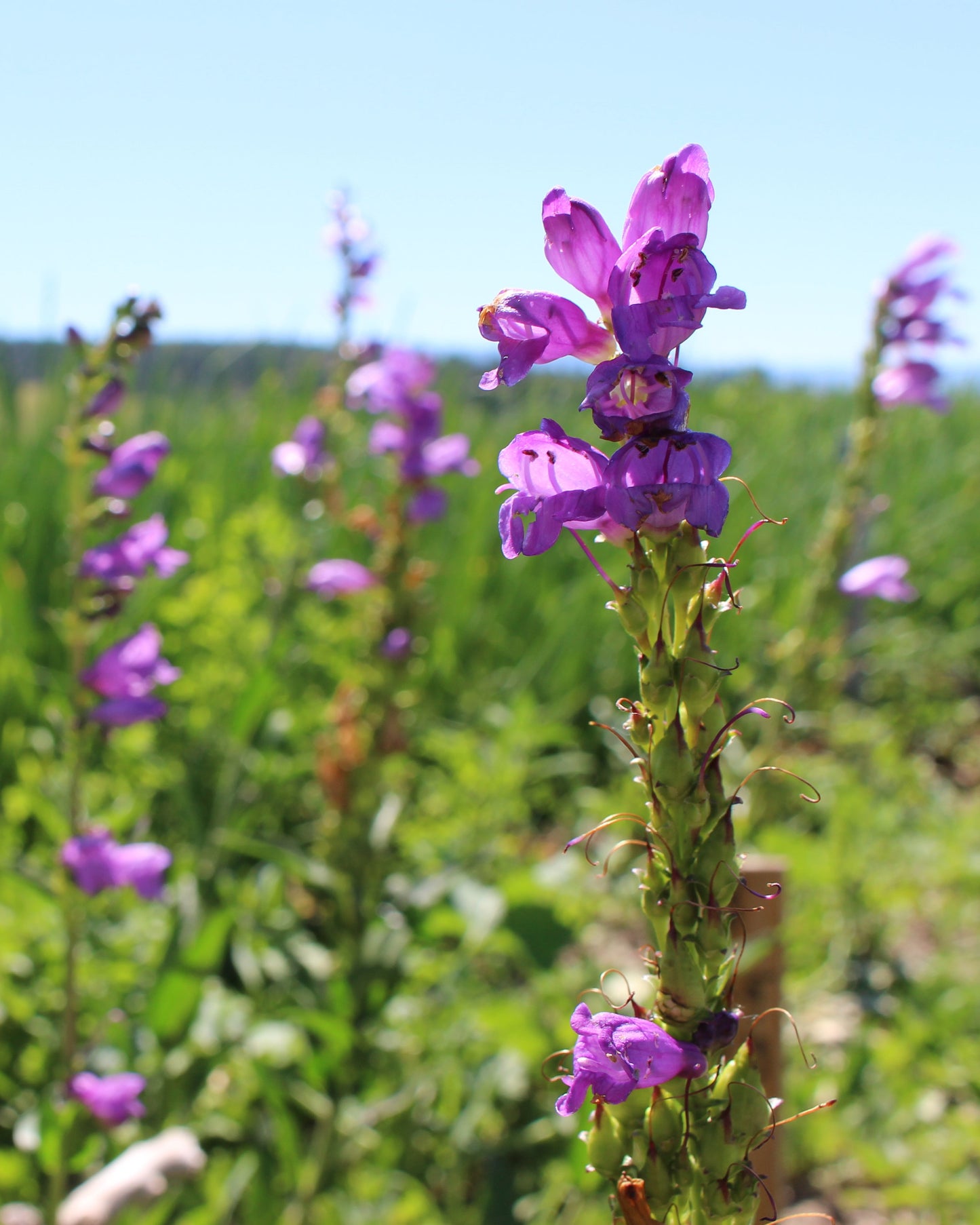 Penstemon