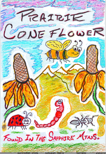 Prairie Coneflower (Min. 350 seeds)