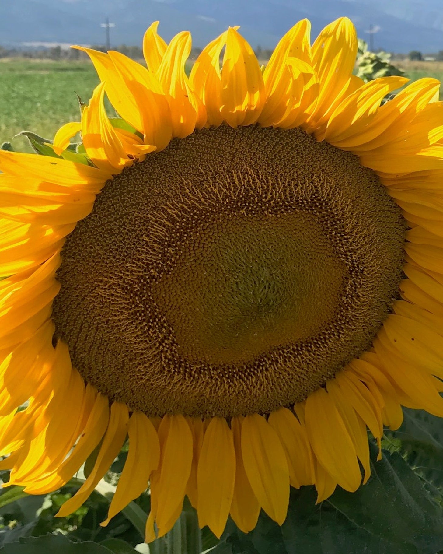 Sunflower