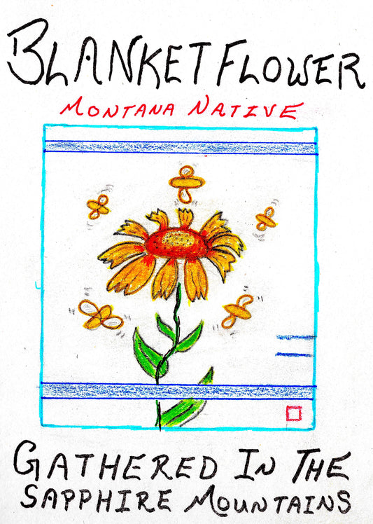wild harvest harvested blanket flower blanketflower gallardia montana chemical free native natives seed seeds