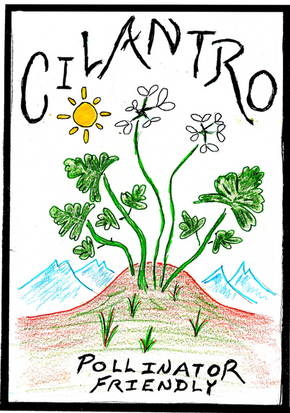 Cilantro (Min. 225 seeds and Organic)