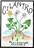 Cilantro (Min. 225 seeds and Organic)