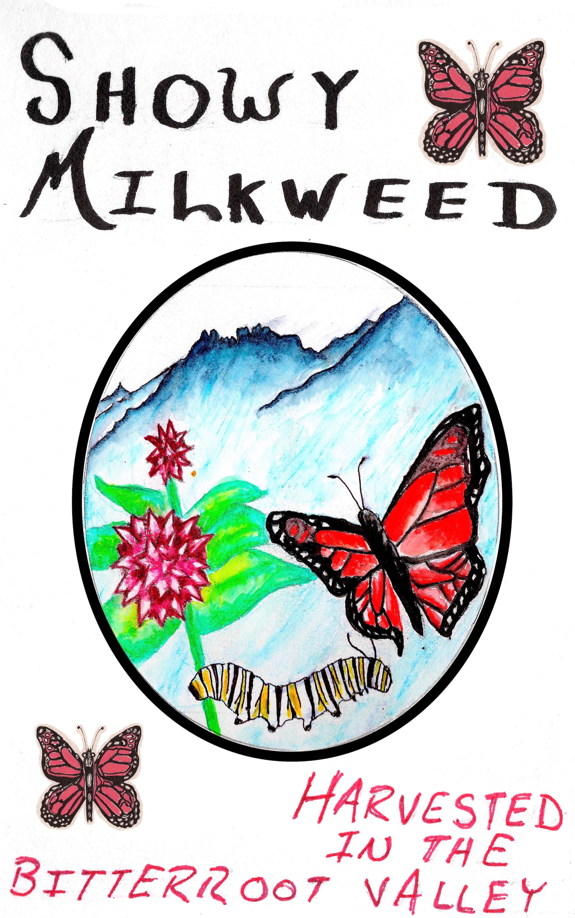 hand drawn seed packet art artwork showy milkweed seed high germination germ pollinators pollinator monarch butterflies butterfly bitterroot valley western montana packets printed solar power Asclepias speciosa