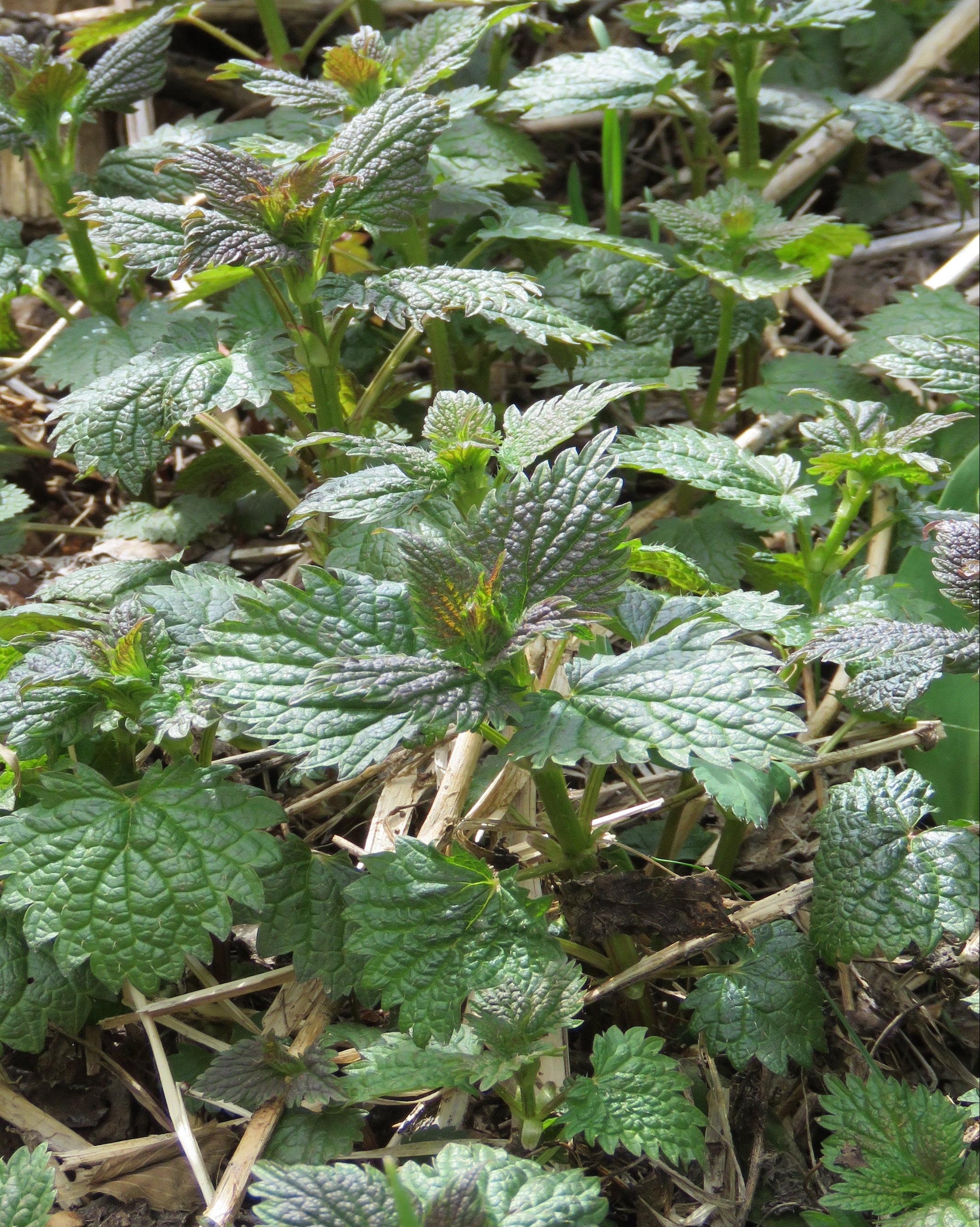 stinging nettle seeds for planting Stinging Nettle – Montana Survival Seed