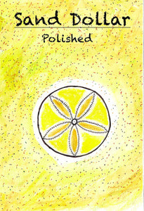 sand dollar image drawing hand draw fossil fossil fossils dinosaur megalodon ammonite kids parents starter kit kits seeds heirloom organic museum lizards old stuff ancient ammonite ammonites trilobite trilobites primitive skills ancestral 
